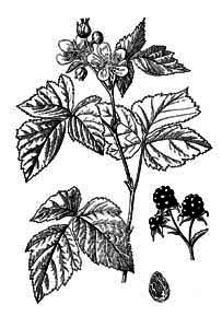 Rosaceae Rubus caesius L. 
