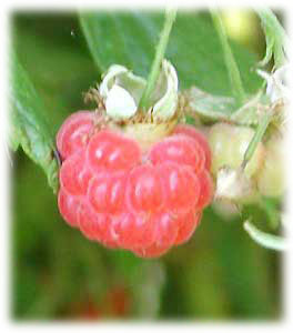 Rosaceae Rubus idaeus L. 