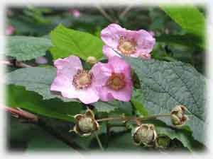 Rosaceae Rubus odoratus L. 