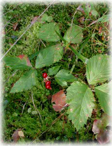 Rosaceae Rubus saxatilis L. 