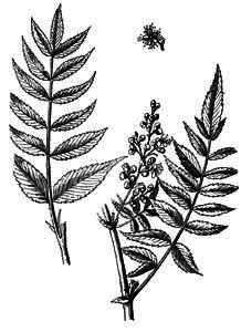 Rosaceae Sorbaria sorbifolia (L.) A. Braun 