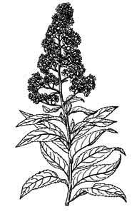 Rosaceae Spiraea salicifolia L. 