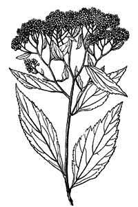 Rosaceae Spiraea japonica L. fil. 