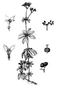 Rubiaceae Galium odoratum (L.) Scop. 