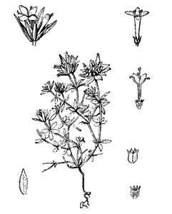 Rubiaceae Sherardia arvensis L. 