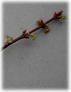 Aceraceae Acer rubrum L. 