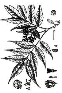 Rutaceae Phellodendron amurense Rupr. 