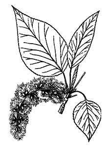 Salicaceae Populus balsamifera L. 