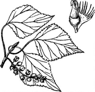 Salicaceae Populus nigra L. 