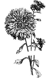 Asteraceae Callistephus chinensis (L.) Nees 