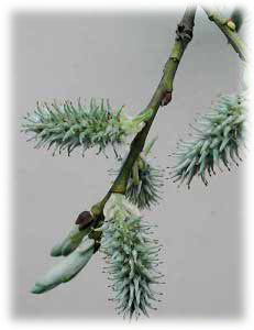 Salicaceae Salix caprea L. 