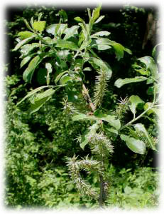 Salicaceae Salix cinerea L. 