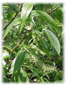 Salicaceae Salix fragilis L. 