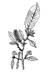 Salix lapponum L. 