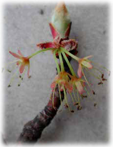 Aceraceae Acer rubrum L. 