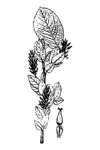 Salicaceae Salix myrtilloides L. 