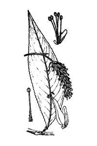 Salix pentandra L. 