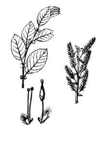 Salicaceae Salix starkeana Willd. 