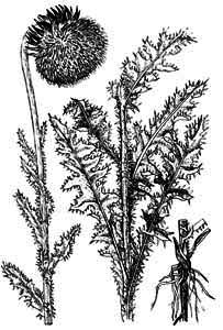 Asteraceae Carduus nutans L. 
