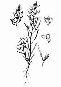 Santalaceae Thesium ebracteatum Hayne 