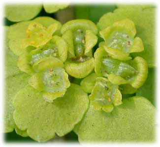 Saxifragaceae Chrysosplenium alternifolium L. 