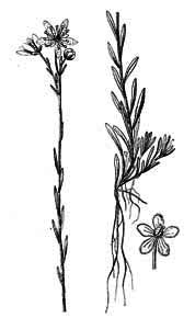 Saxifragaceae Saxifraga hirculus L. 