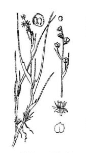 Scheuchzeriaceae Scheuchzeria palustris L. 