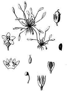 Scrophulariaceae Limosella aquatica L. 