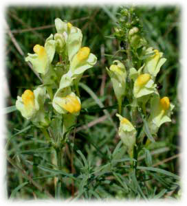 Linaria vulgaris L. 