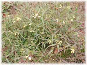 Scrophulariaceae Melampyrum pratense L. 