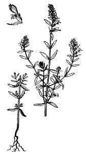Scrophulariaceae Odontites vulgaris Moench 
