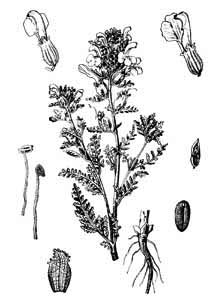 Scrophulariaceae Pedicularis palustris L. 
