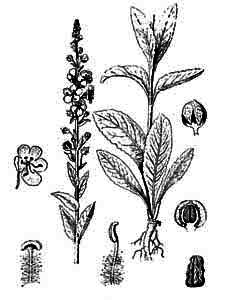 Scrophulariaceae Verbascum blattaria L. 