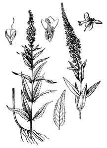 Scrophulariaceae Veronica longifolia L. 