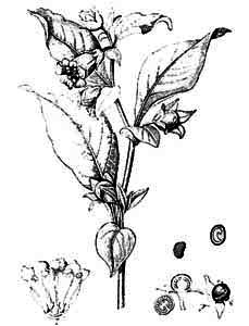 Solanaceae Atropa bella-donna L. 