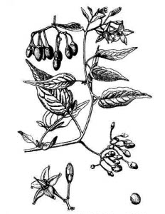 Solanaceae Solanum dulcamara L. 