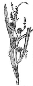 Sparganiaceae Sparganium erectum L. 