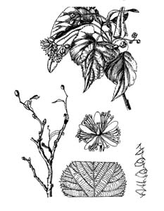 Tiliaceae Tilia cordata Mill. 