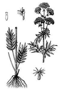 Valerianaceae Valeriana officinalis L. 