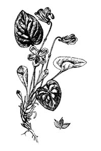 Violaceae Viola mirabilis L. 