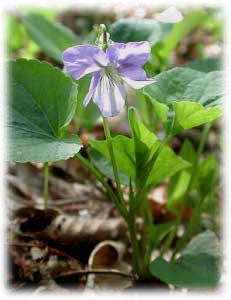 Violaceae Viola riviniana Reichenb. 