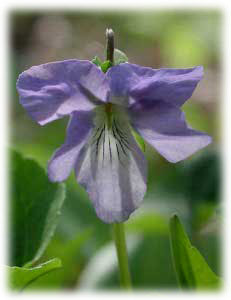 Violaceae Viola riviniana Reichenb. 