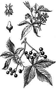 Vitaceae Parthenocissus quinquefolia (L.) Planch. 