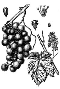 Vitaceae Vitis vinifera L. 