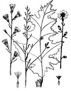 Asteraceae Chondrilla juncea L. 