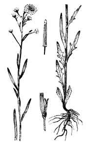 Asteraceae Crepis tectorum L. 