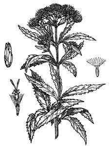 Asteraceae Eupatorium cannabinum L. 