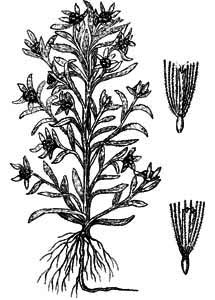 Asteraceae Gnaphalium uliginosum L. 