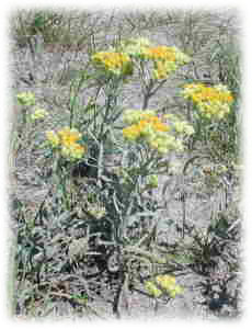 Asteraceae Helichrysum arenarium (L.) Moench 
