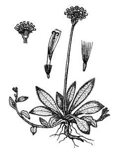 Asteraceae Hieracium pilosella L. 